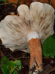 Tricholoma aurantium