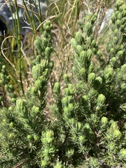 Cliffortia polygonifolia