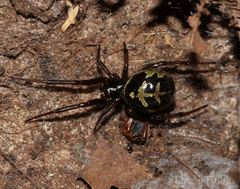 Steatoda diamantina