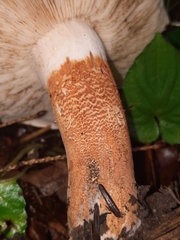 Tricholoma aurantium