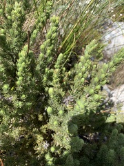 Cliffortia polygonifolia