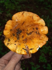 Tricholoma aurantium