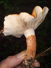 Tricholoma aurantium