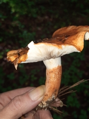 Tricholoma aurantium
