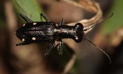 Prothyma quadripustulata