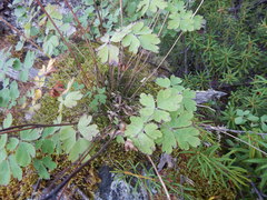 Aquilegia amurensis