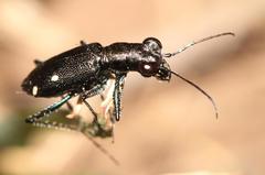 Prothyma quadripustulata