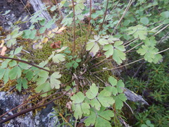 Aquilegia amurensis