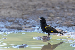 Euplectes capensis crassirostris