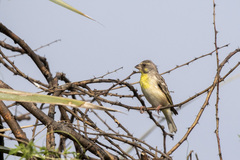 Crithagra citrinipectus