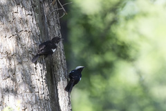 Myrmecocichla arnotti arnotti