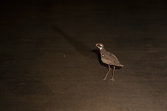 Rhinoptilus chalcopterus