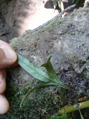 Pleopeltis angusta angusta