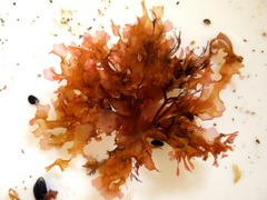 Nitophyllum punctatum