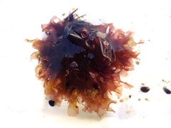 Nitophyllum punctatum