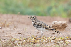 Pinarocorys nigricans