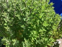 Chenopodium ficifolium