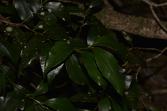 Cryptocarya meisneriana