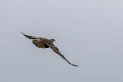 Pterocles bicinctus multicolor