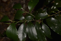 Cryptocarya meisneriana