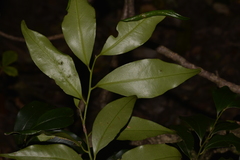 Cryptocarya meisneriana