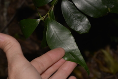 Cryptocarya meisneriana