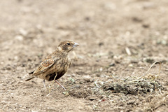 Eremopterix leucotis
