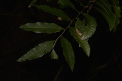 Cupaniopsis baileyana