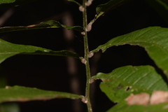 Cupaniopsis baileyana
