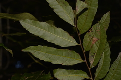 Cupaniopsis baileyana