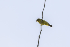 Zosterops anderssoni