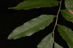 Cupaniopsis baileyana
