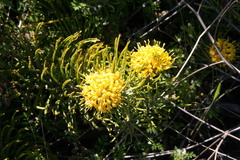 Leucospermum tomentosum