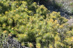 Leucospermum tomentosum