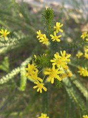 Euryops virgineus
