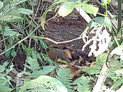 Monodelphis scalops