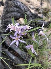 Xerophyta retinervis