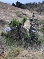 Xerophyta retinervis