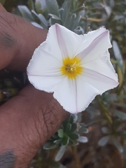 Convolvulus cneorum