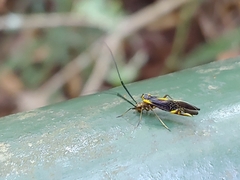 Dictyopsocus pennicornis
