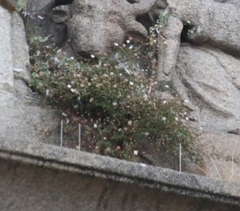 Erigeron karvinskianus