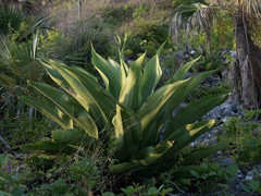 Agave caymanensis