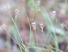 Polygala incarnata