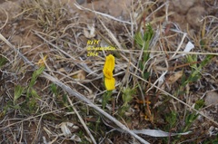 Menodora