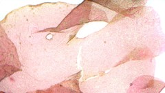 Nitophyllum punctatum