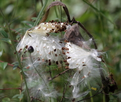 Asclepias obovata