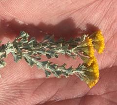 Pentzia dentata