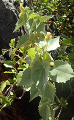 Abutilon pycnodon