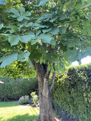 Aesculus hippocastanum