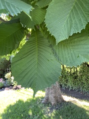 Aesculus hippocastanum